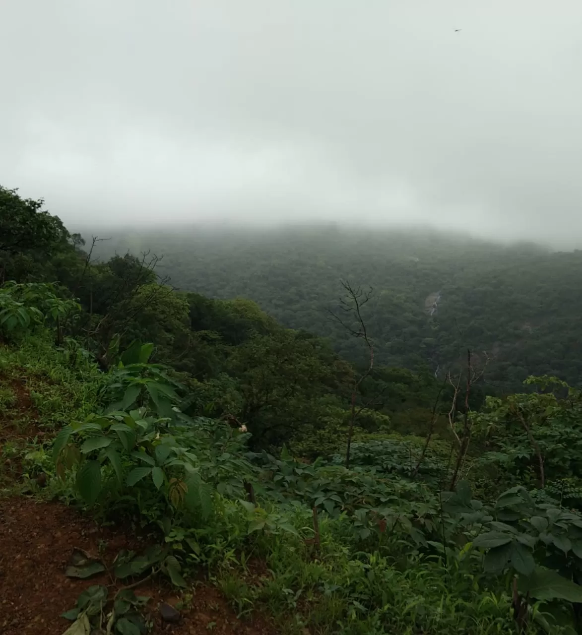Photo of Tungareshwar Waterfall By Zohra Khan