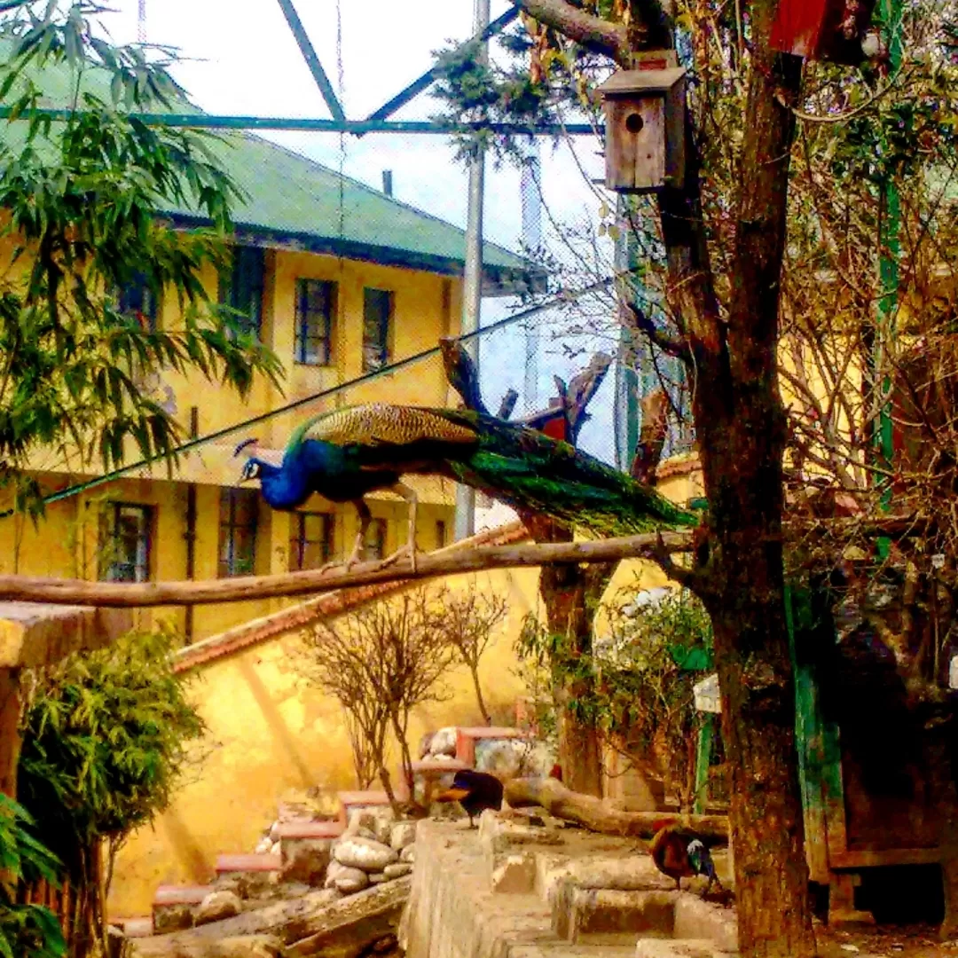 Photo of Shimla By Geetu Gambhir sayed