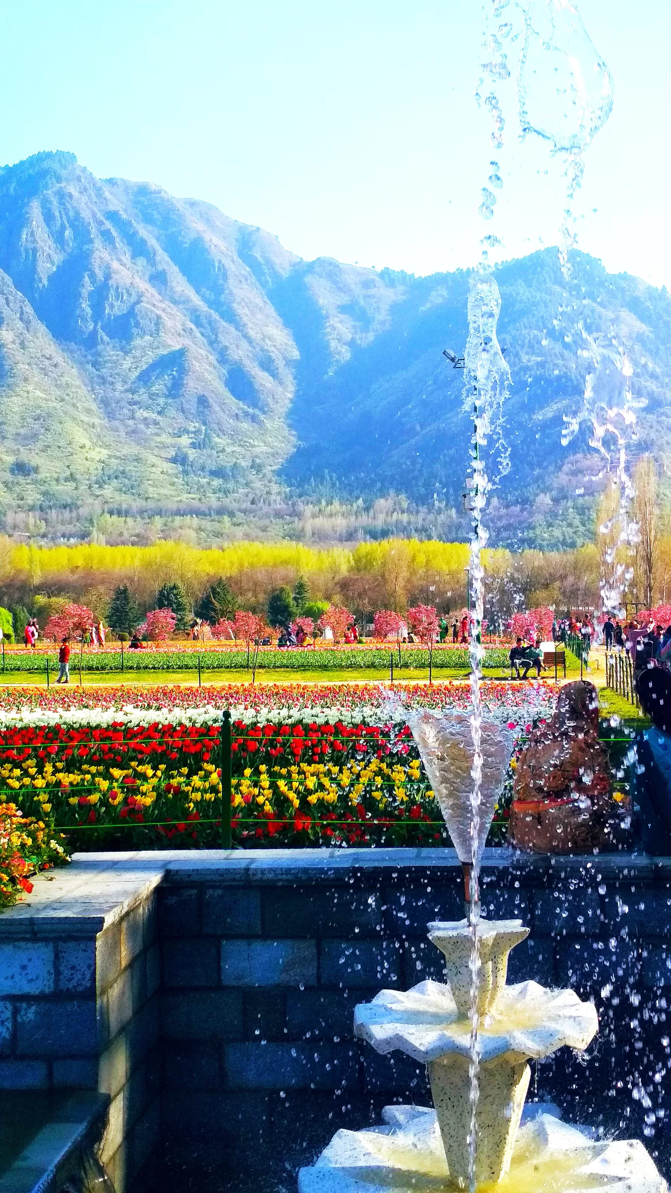 Photo of Tulip Garden By kanchan bhat