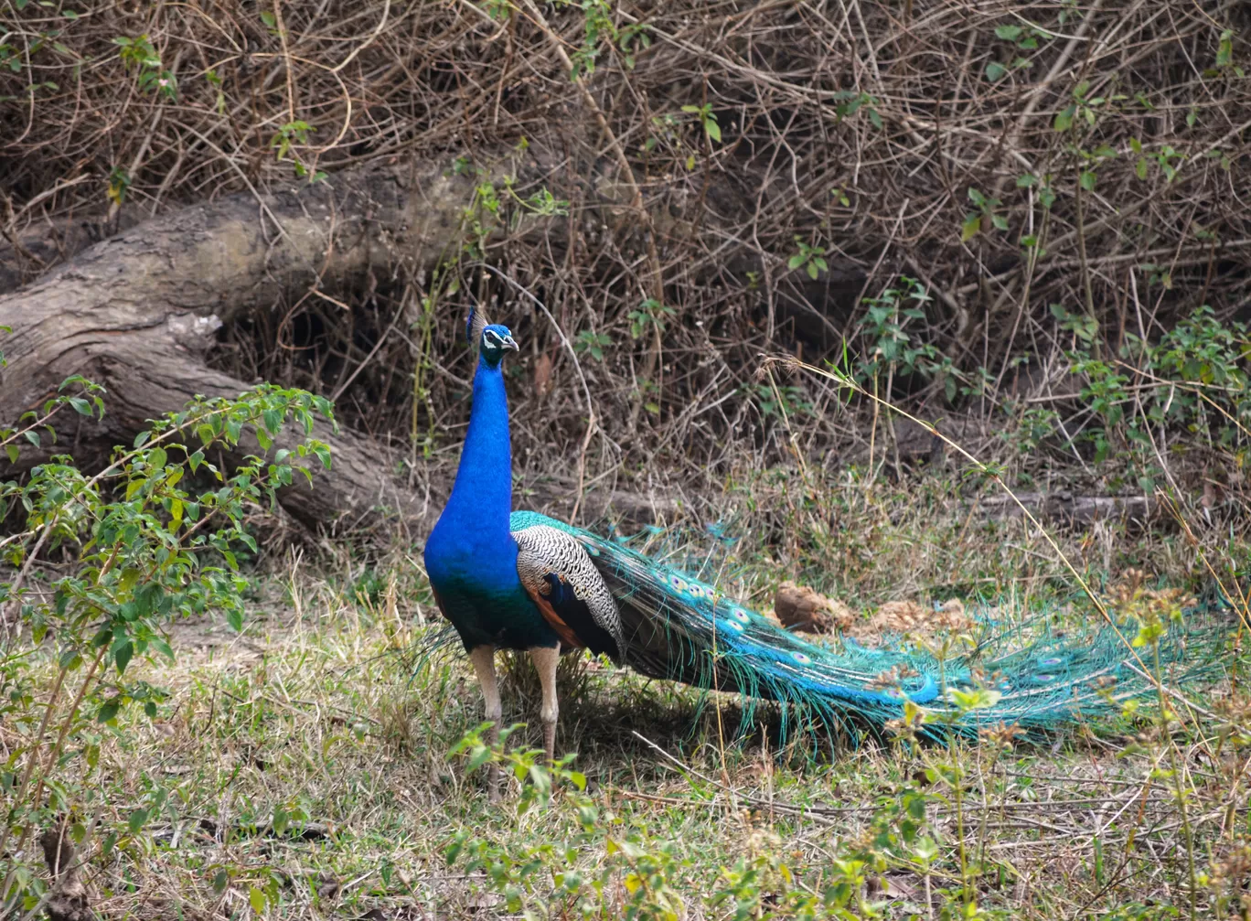 Photo of Bandipur National Park By Sakshi Gupta