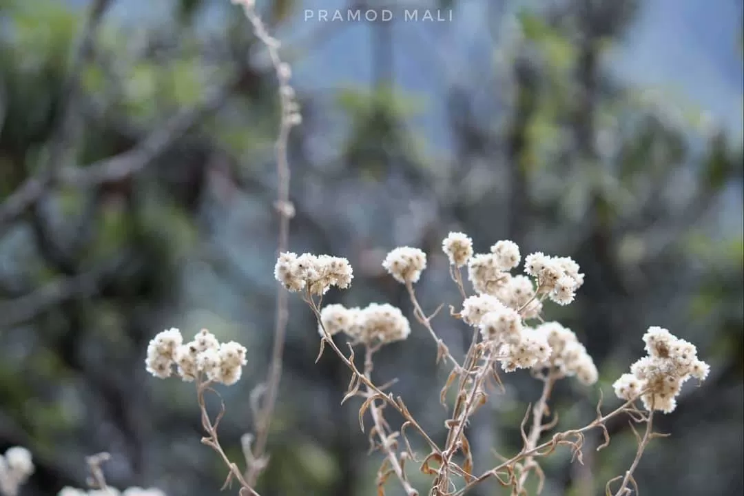 Photo of Tiger’s Nest By Pramod Mali