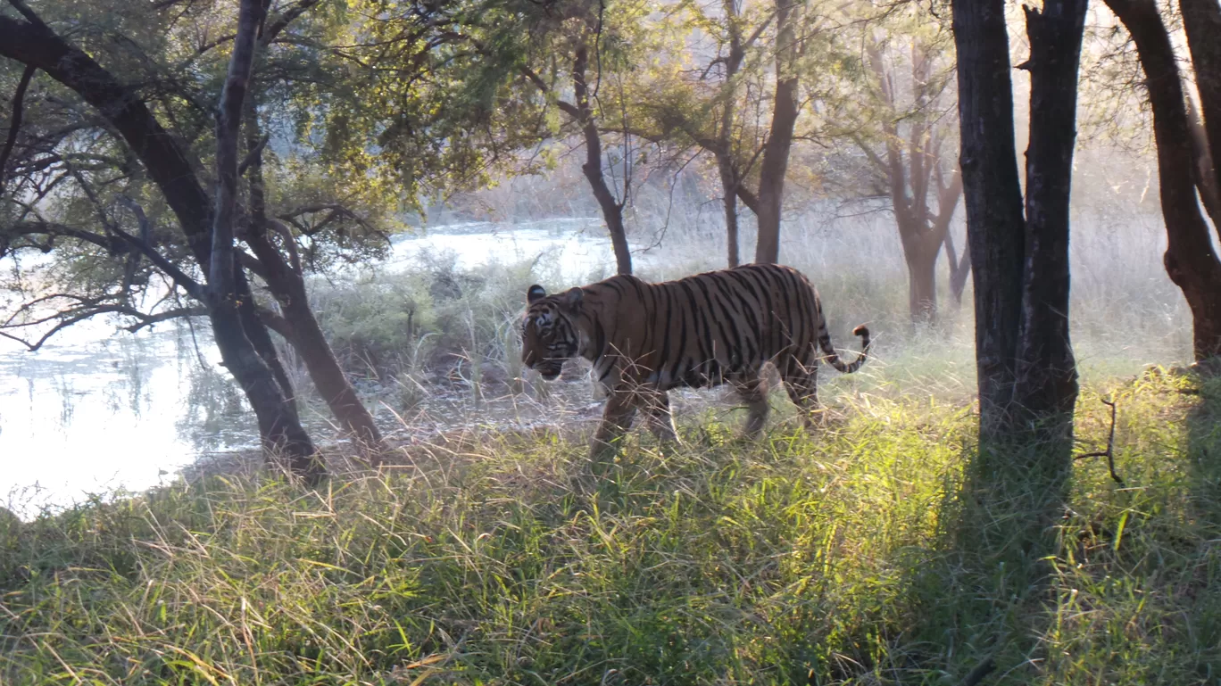 Photo of Ranthambore National Park By Rachel