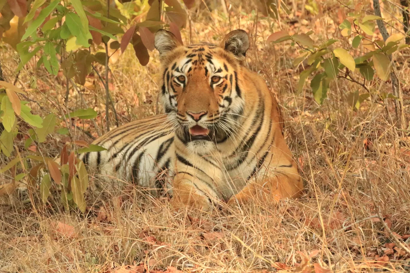 Photo of Tadoba Andhari Tiger Reserve By ANIRUDH U K