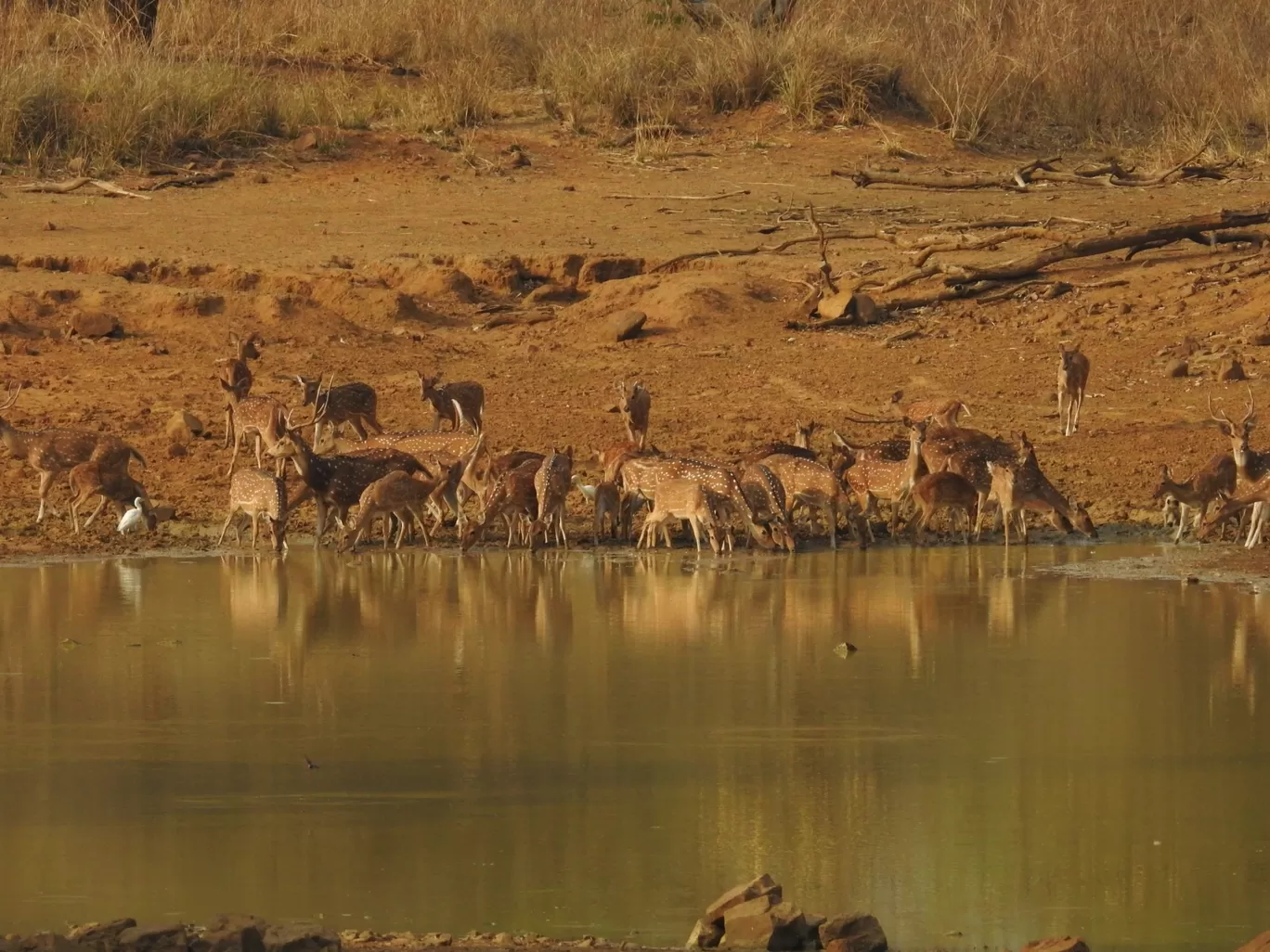 Photo of Tadoba Andhari Tiger Reserve By ANIRUDH U K