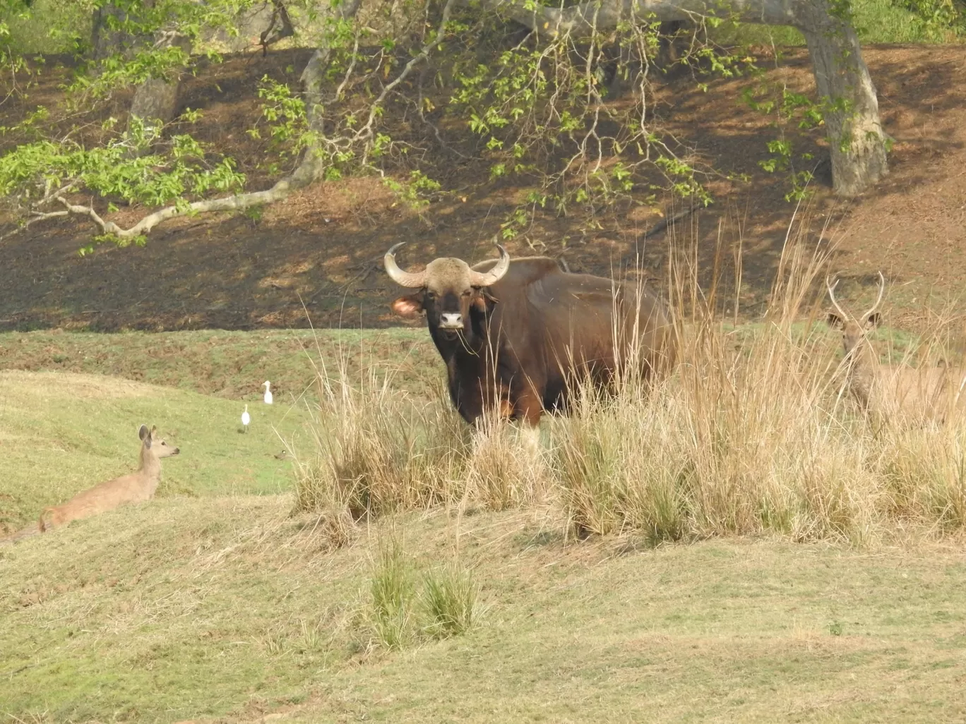 Photo of Tadoba Andhari Tiger Reserve By ANIRUDH U K