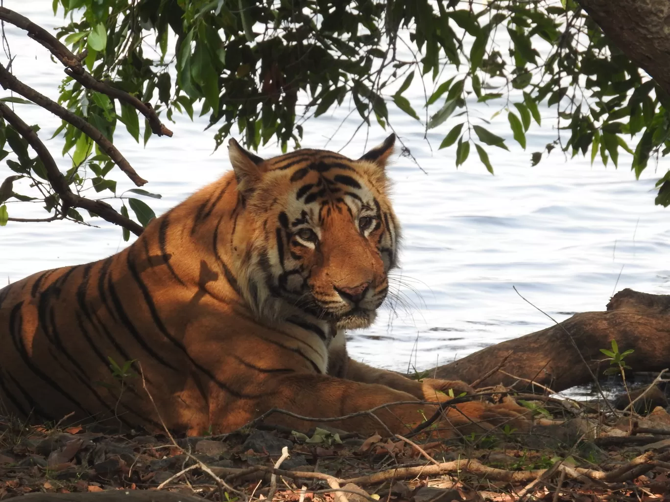 Photo of Tadoba Andhari Tiger Reserve By ANIRUDH U K