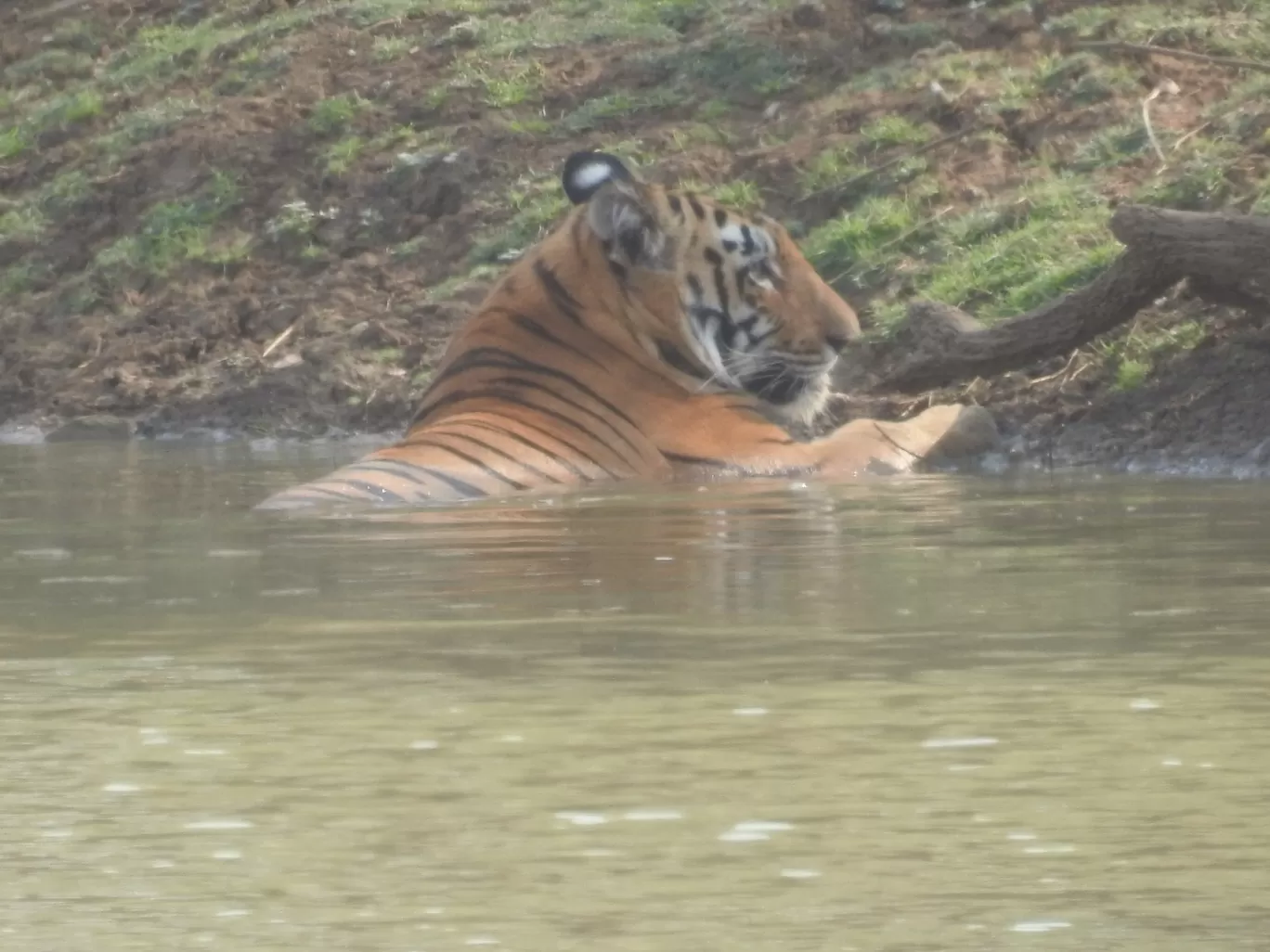 Photo of Tadoba Andhari Tiger Reserve By ANIRUDH U K