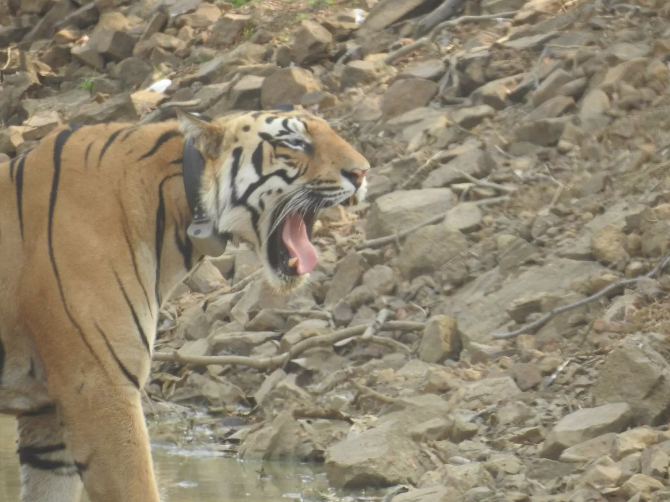 Photo of Tadoba Andhari Tiger Reserve By ANIRUDH U K