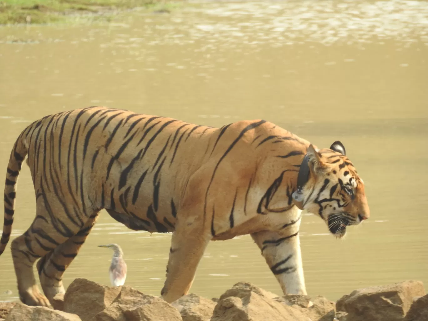 Photo of Tadoba Andhari Tiger Reserve By ANIRUDH U K