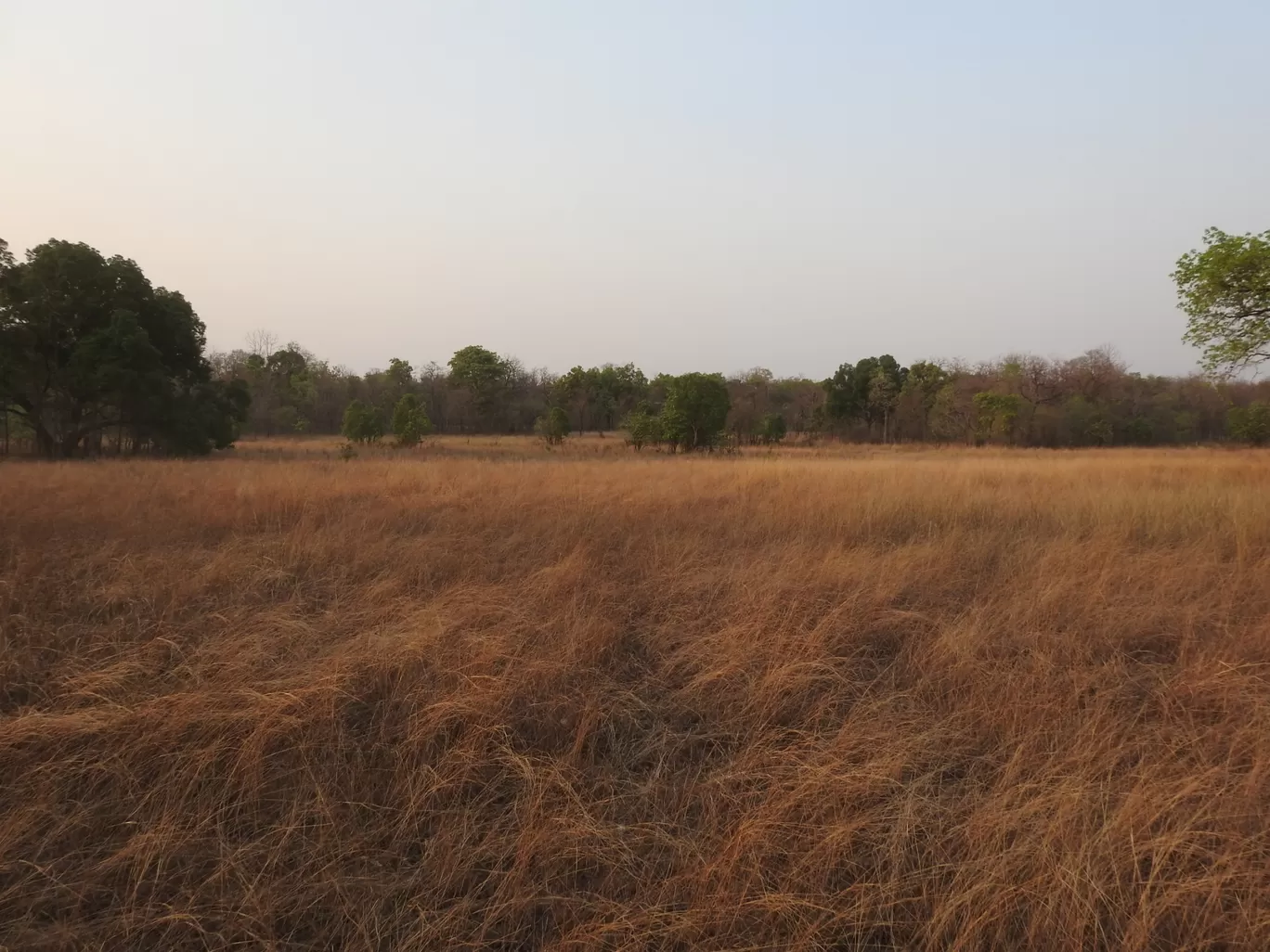 Photo of Tadoba Andhari Tiger Reserve By ANIRUDH U K