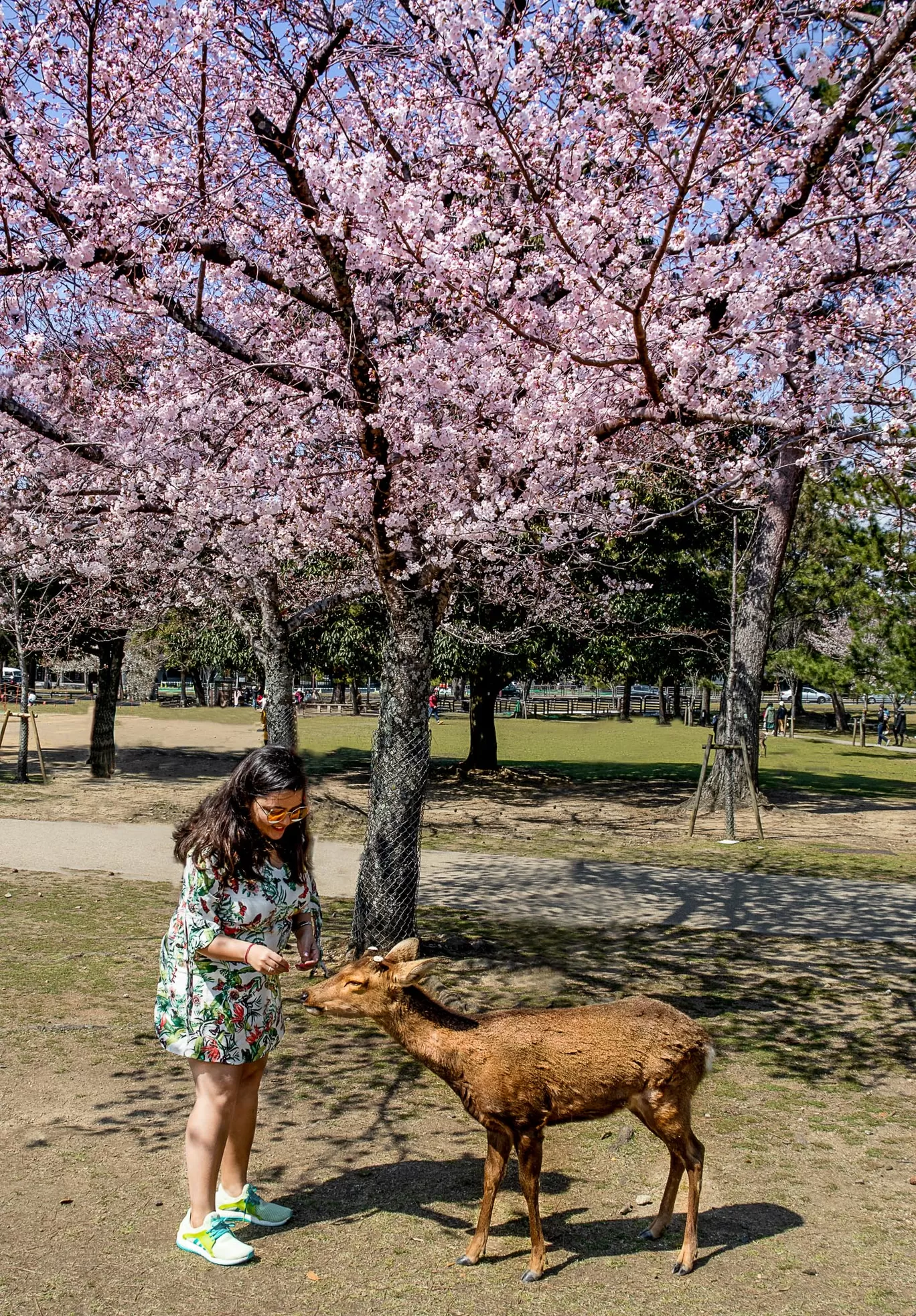 Photo of Japan By Swati Chaturvedi