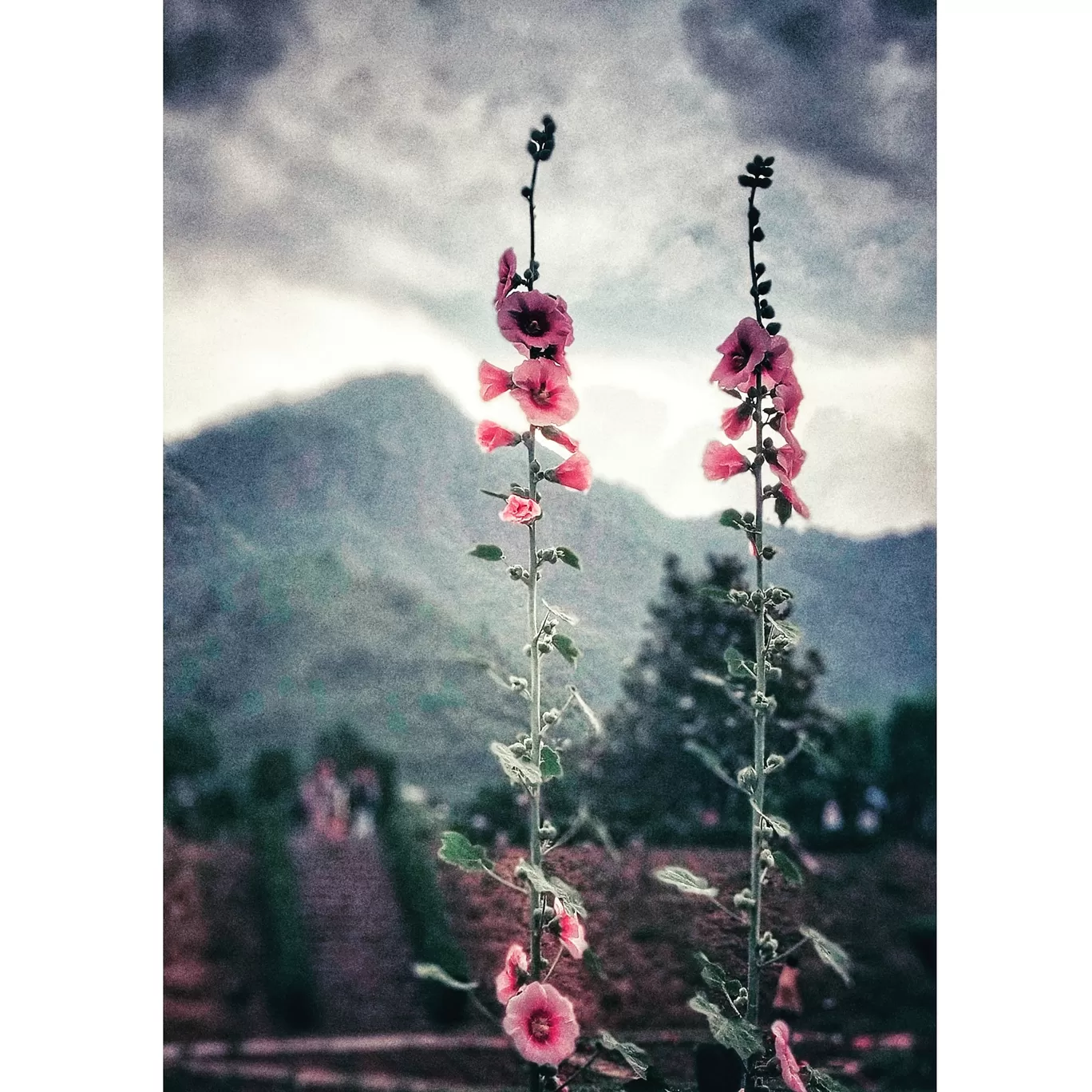 Photo of Srinagar By Rutuja Pawar