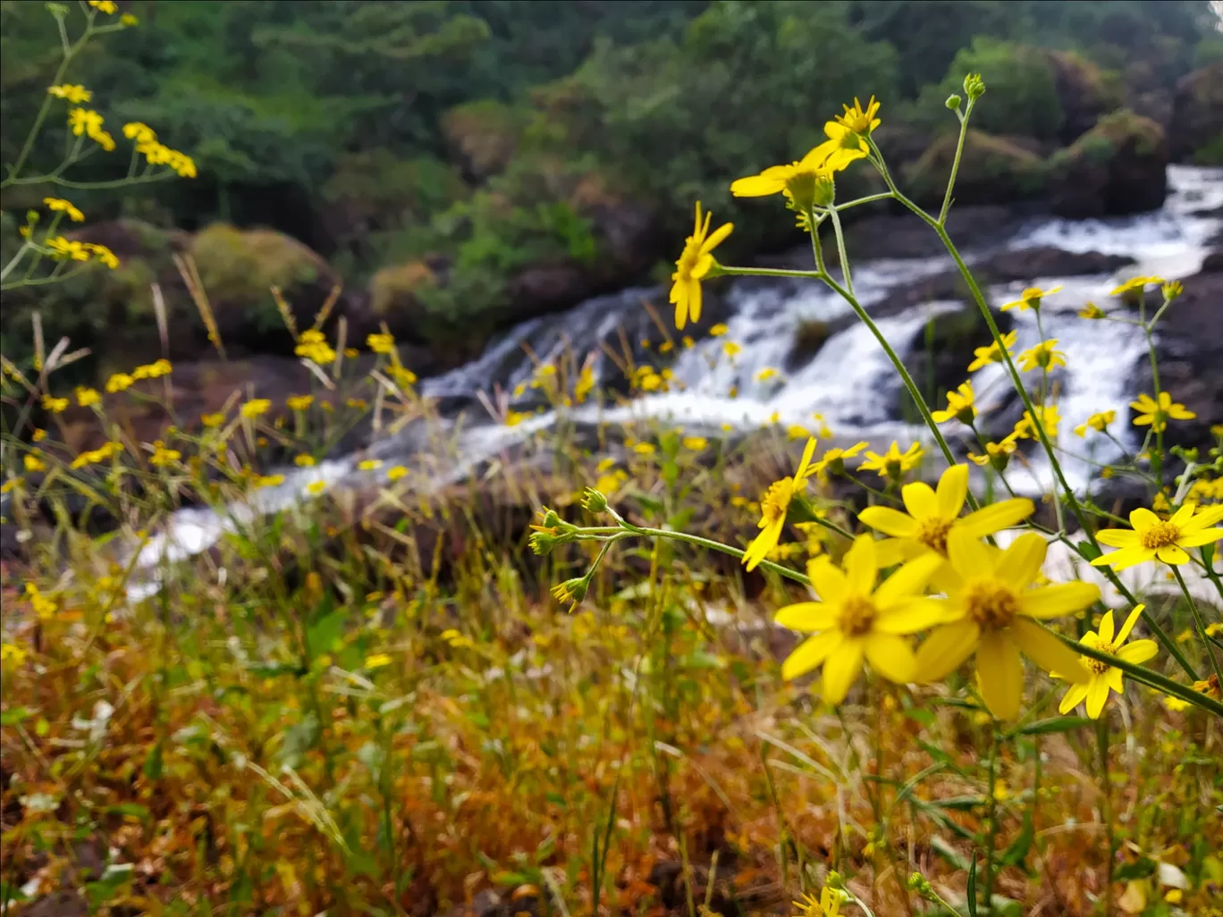 Photo of Thoseghar Waterfall By Rutuja Pawar