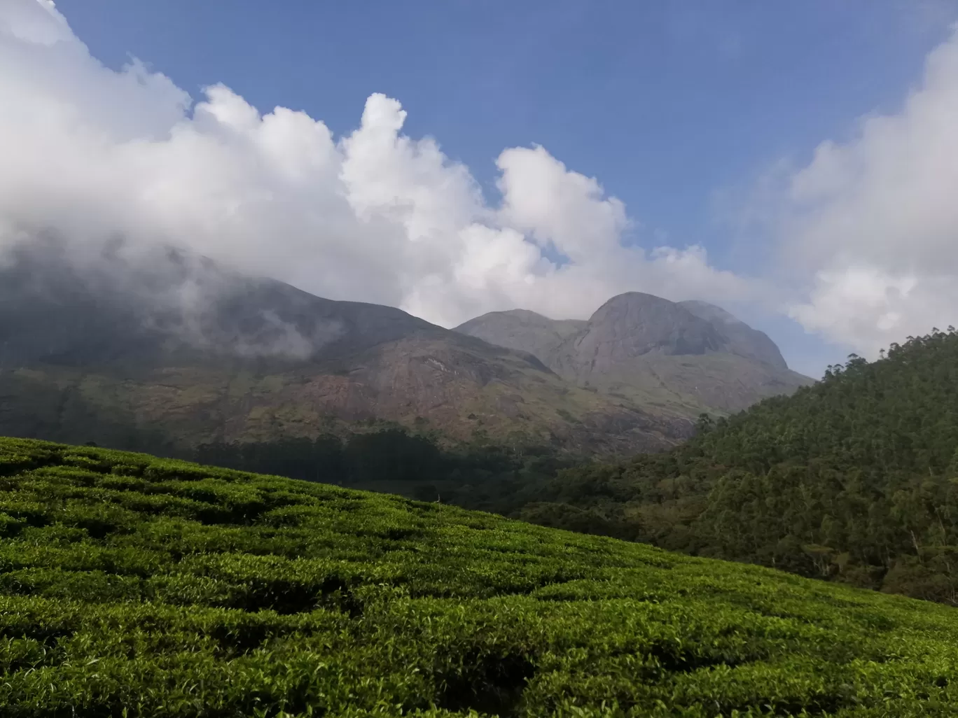 Photo of Munnar By Neethu Mohan