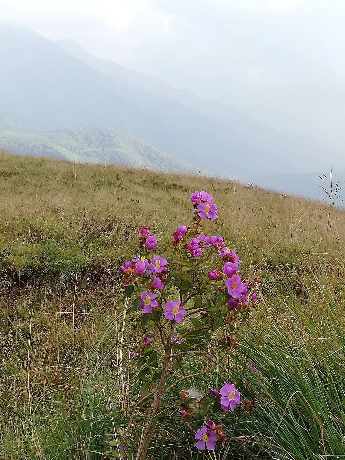 Photo of Munnar By Neethu Mohan