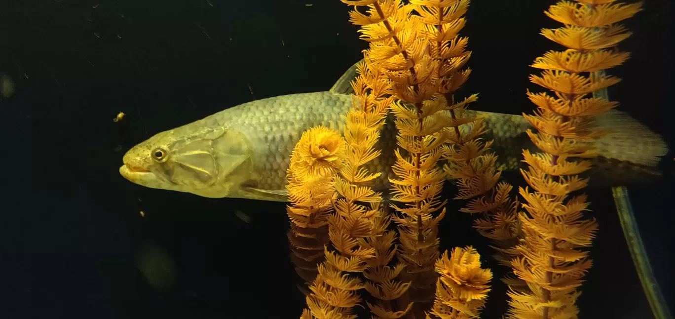 Photo of SEA LIFE Bangkok Ocean World By mayank tiwari