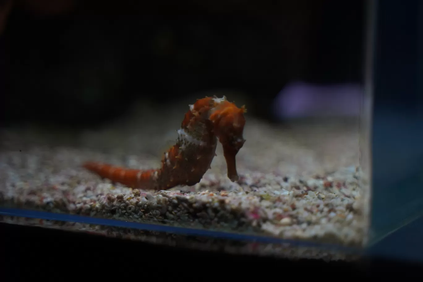 Photo of SEA LIFE Bangkok Ocean World By mayank tiwari