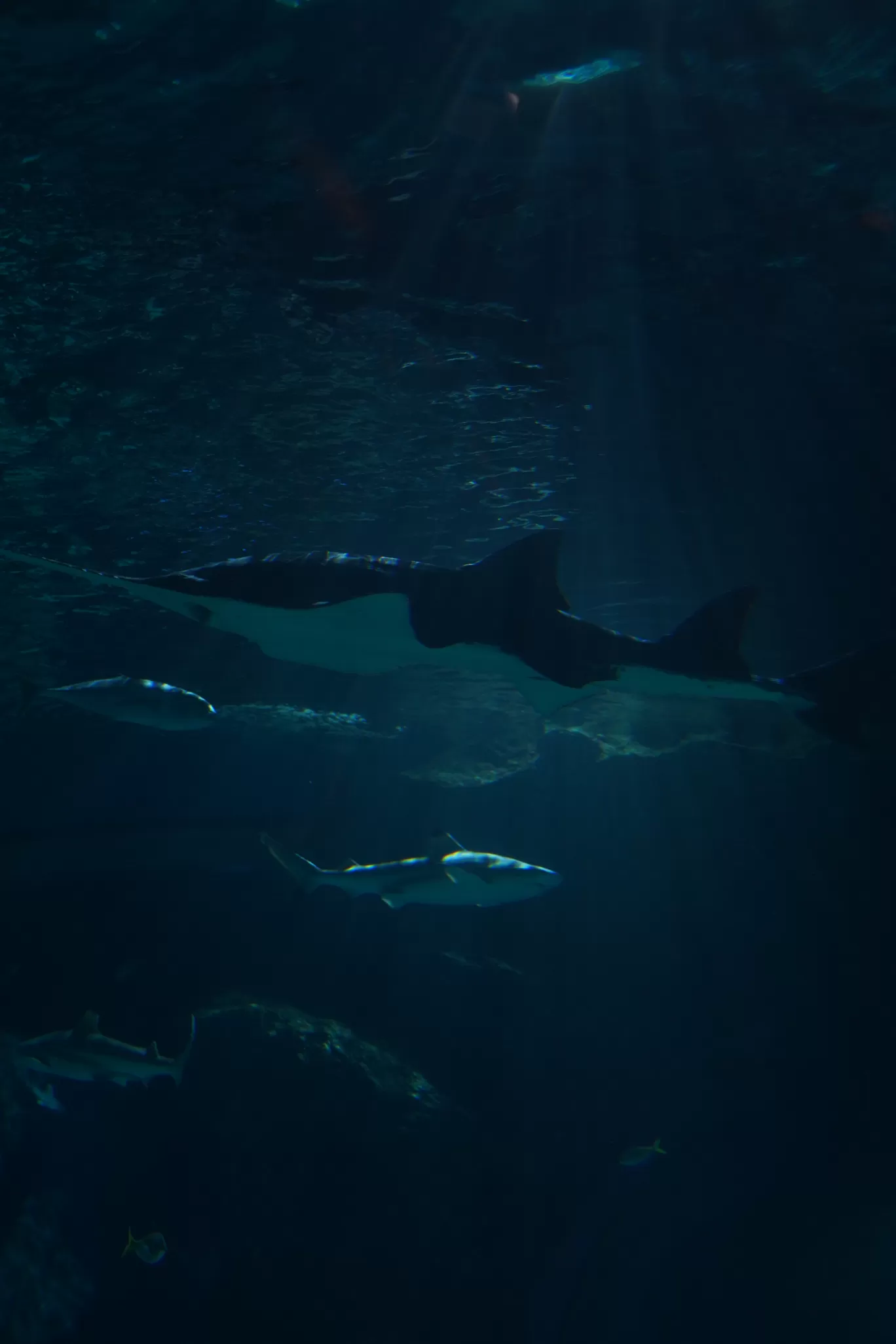 Photo of SEA LIFE Bangkok Ocean World By mayank tiwari