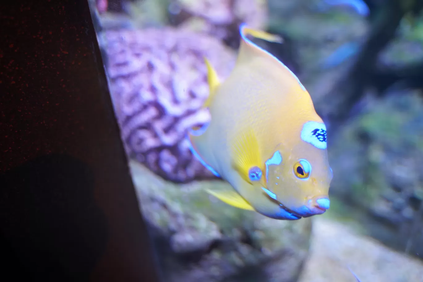 Photo of SEA LIFE Bangkok Ocean World By mayank tiwari