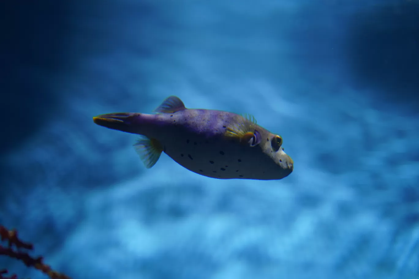 Photo of SEA LIFE Bangkok Ocean World By mayank tiwari