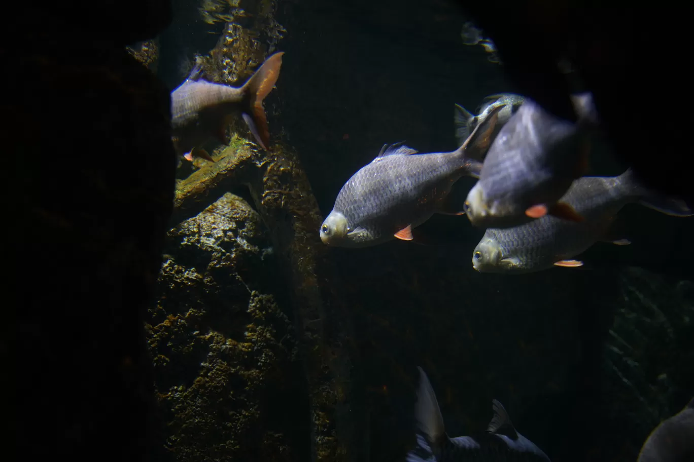 Photo of SEA LIFE Bangkok Ocean World By mayank tiwari
