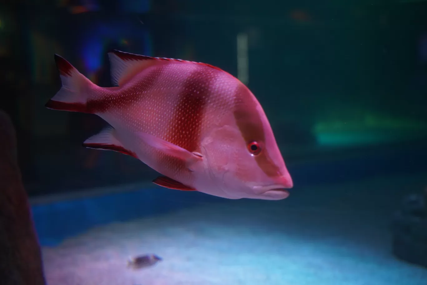 Photo of SEA LIFE Bangkok Ocean World By mayank tiwari