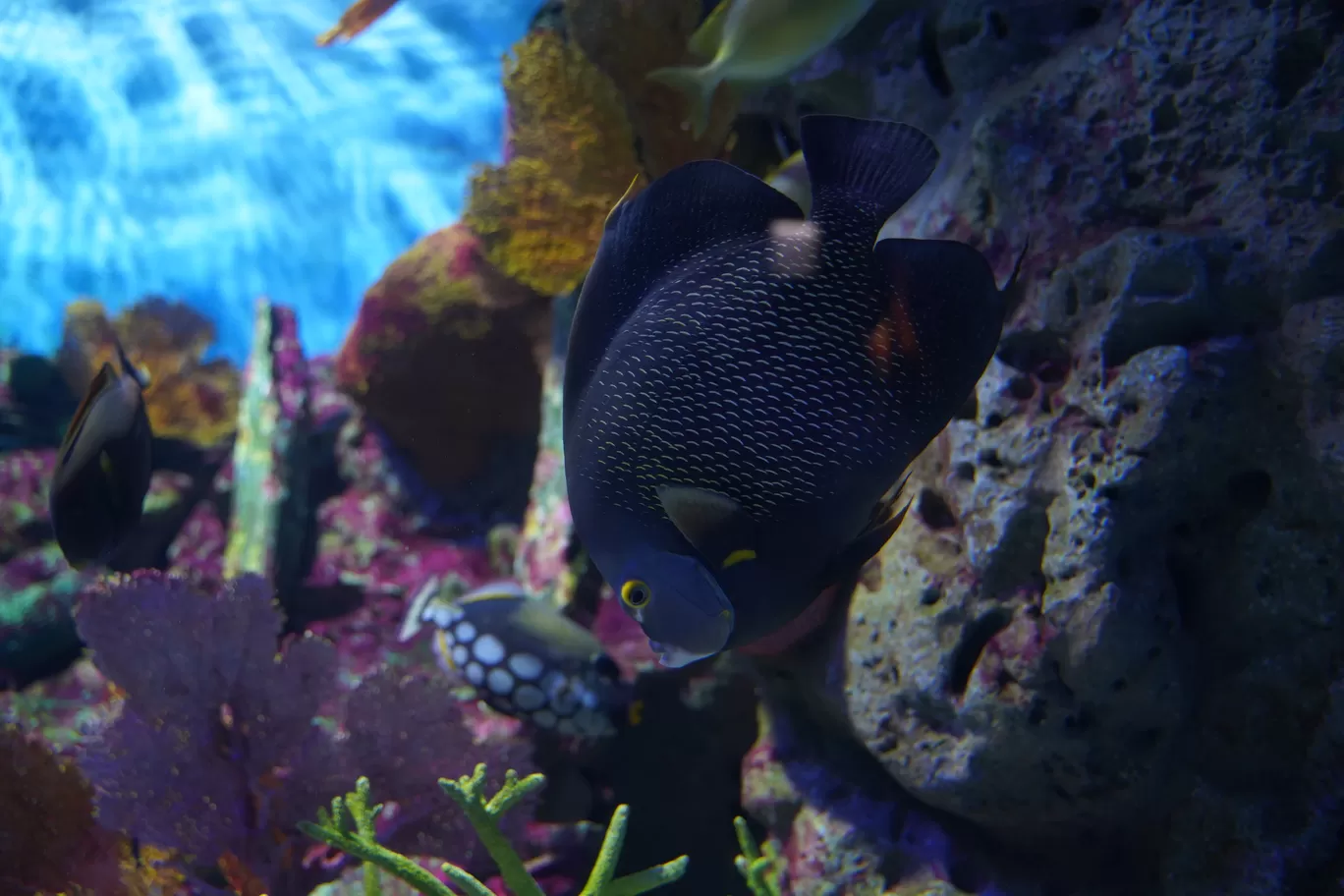 Photo of SEA LIFE Bangkok Ocean World By mayank tiwari