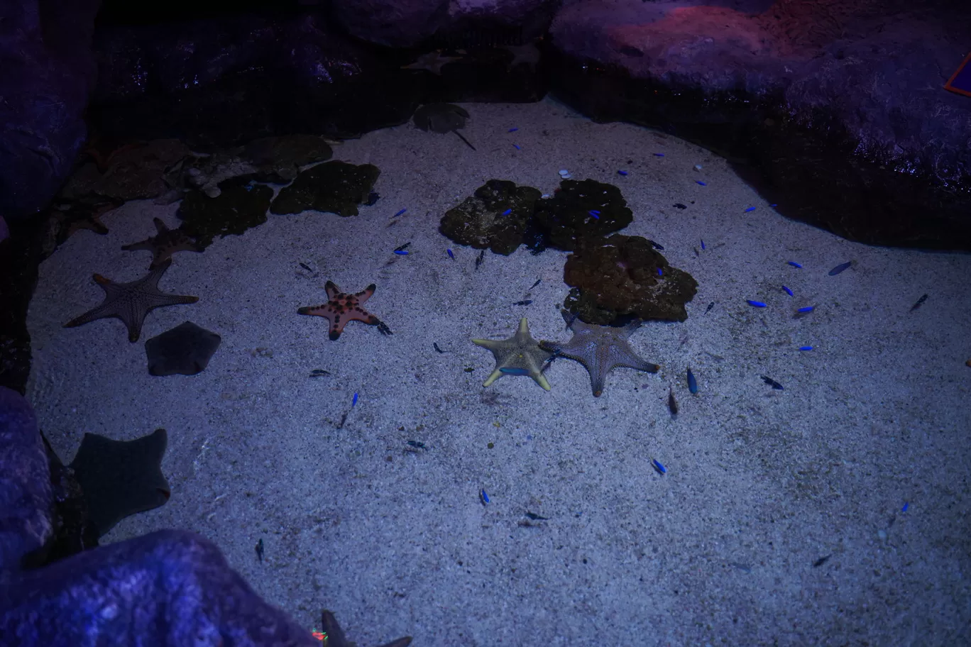 Photo of SEA LIFE Bangkok Ocean World By mayank tiwari