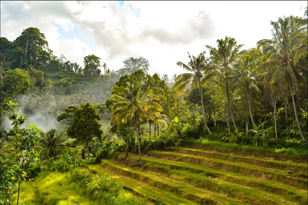 Photo of Ubud By Chandrima Bhattacharyya