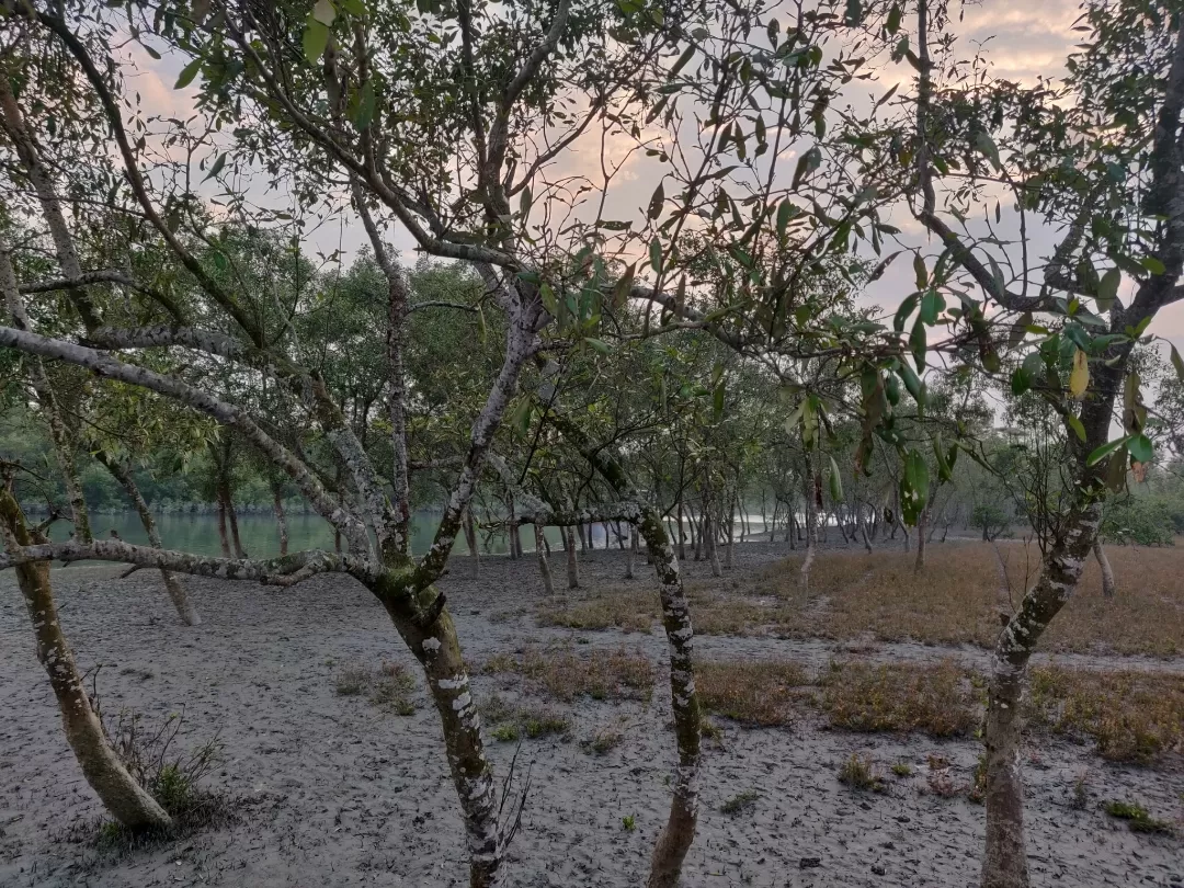 Photo of Sundarbans By Avidha Raha