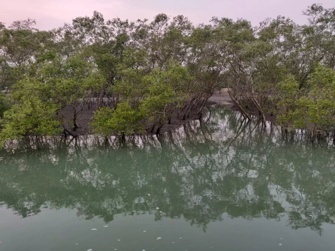 Photo of Sundarbans By Avidha Raha