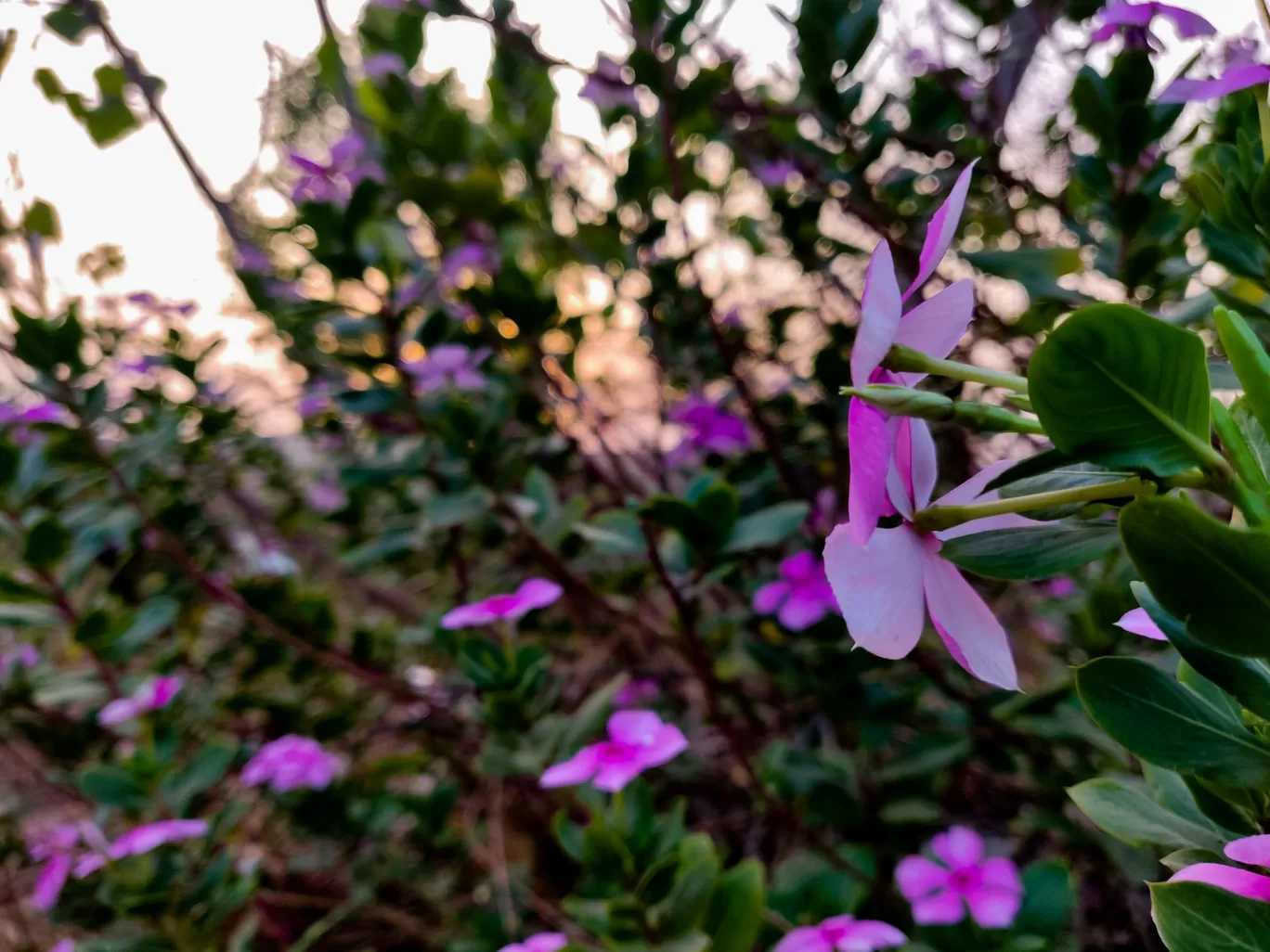 Photo of Pune By Avidha Raha