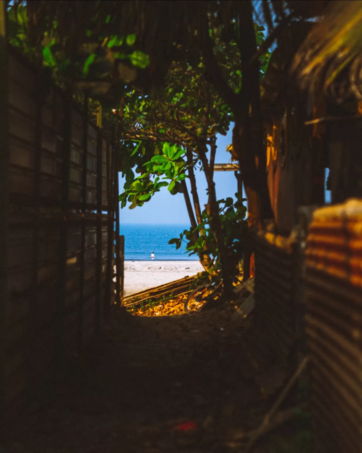 Photo of Arambol Beach By dhruv aswal