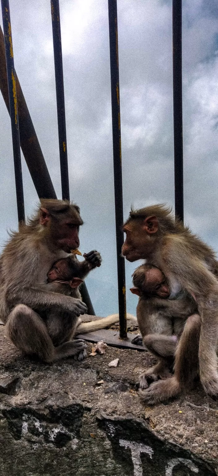 Photo of Kodaikanal By Priyash Chandra