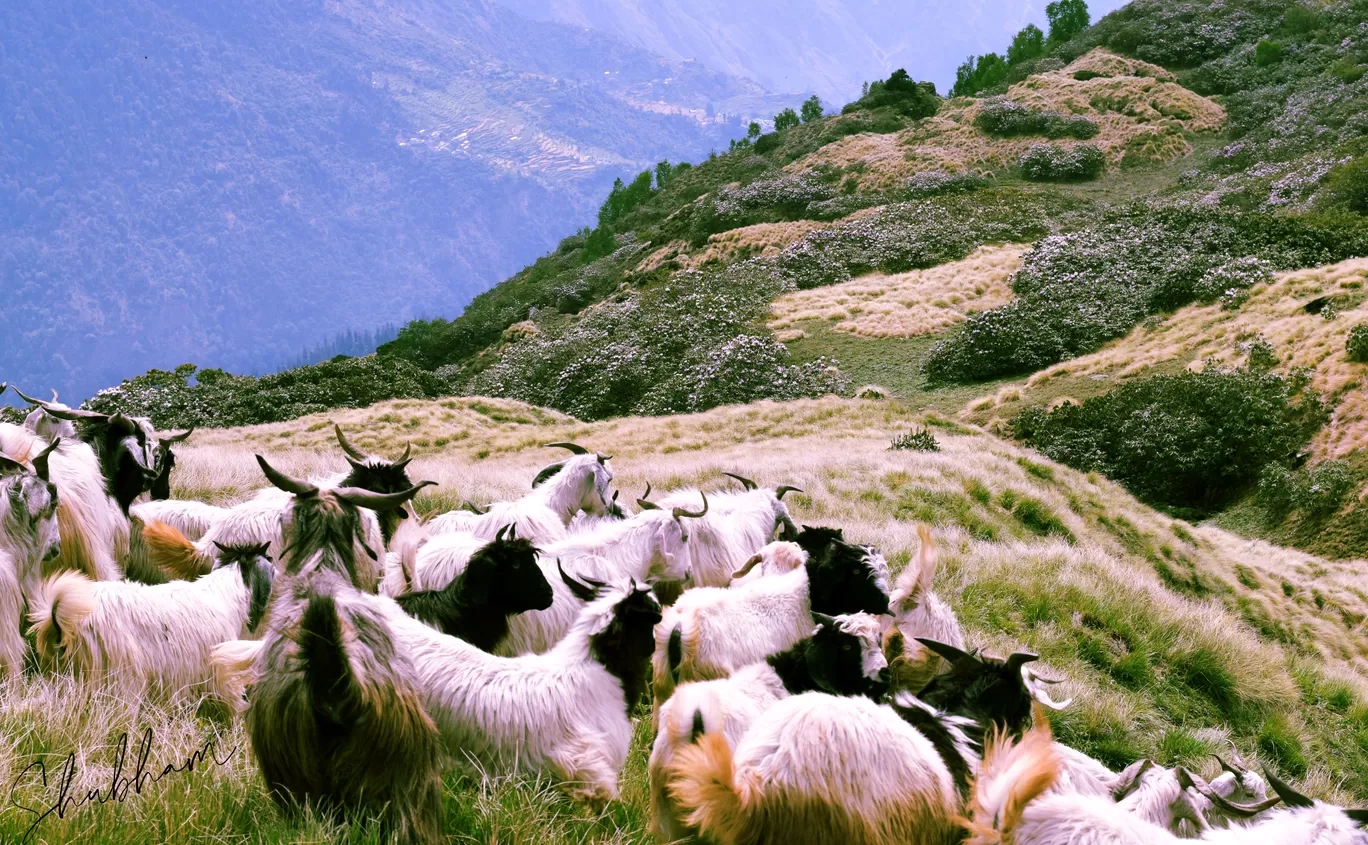 Photo of Uttarakhand By Shubham rana