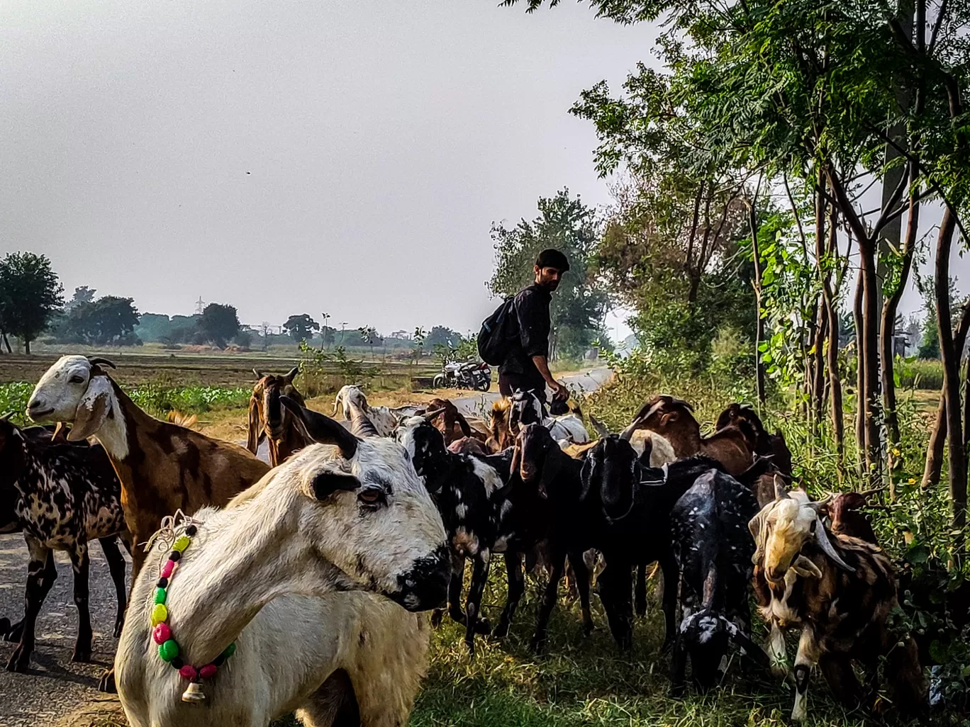 Photo of Mehrawal By crazy interest