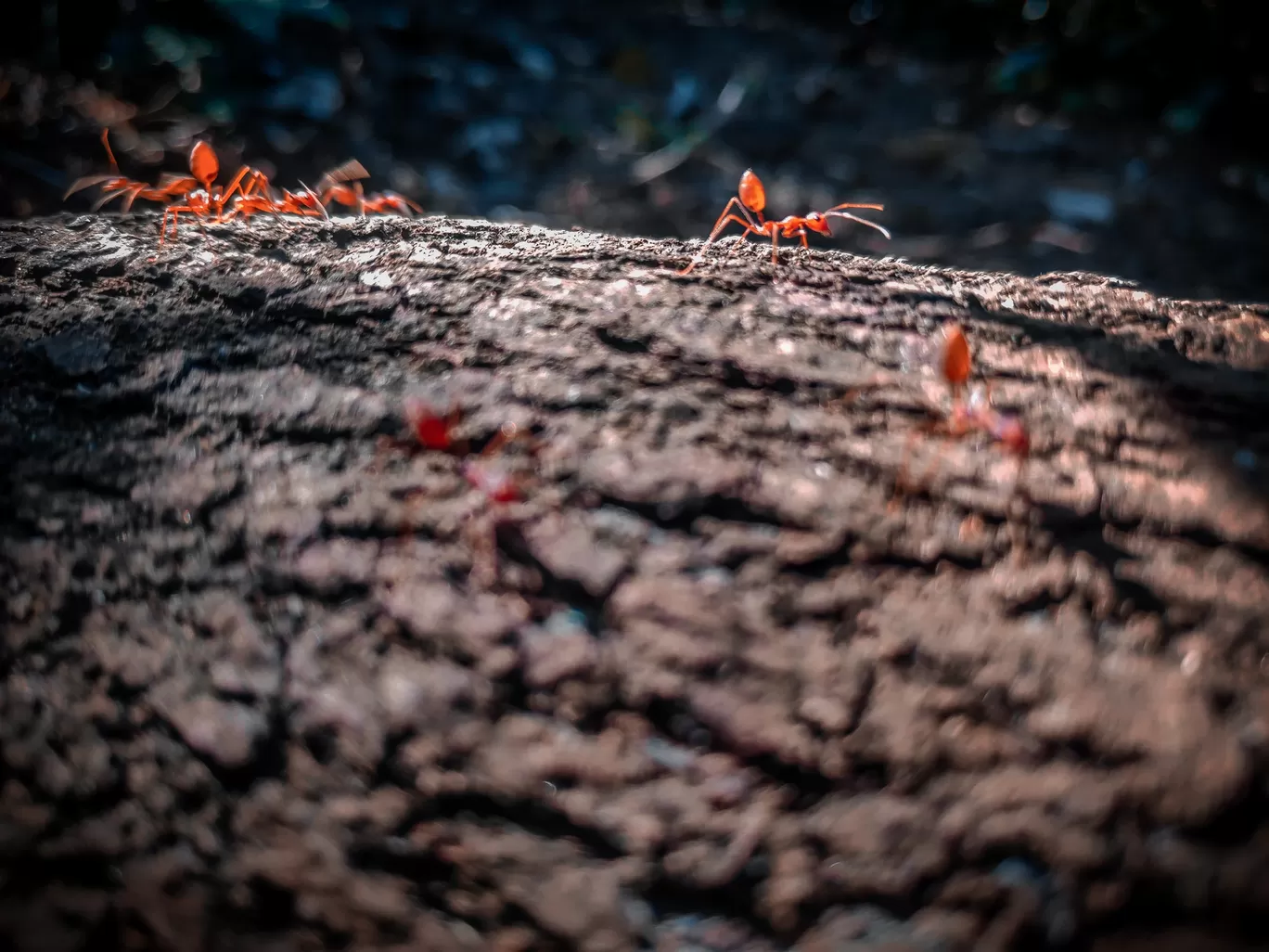 Photo of Coorg days By Nikhil Poonacha