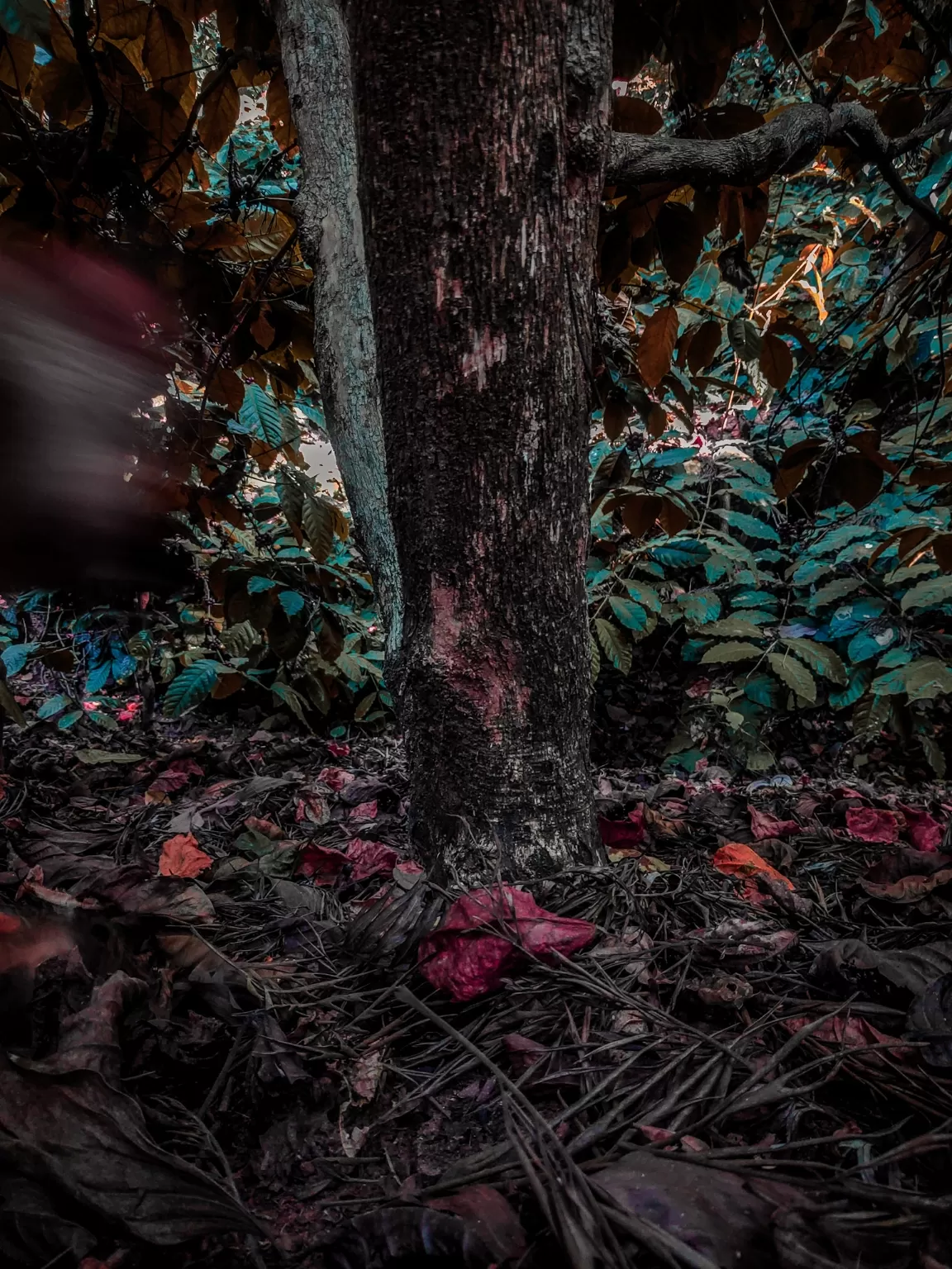 Photo of Coorg days By Nikhil Poonacha