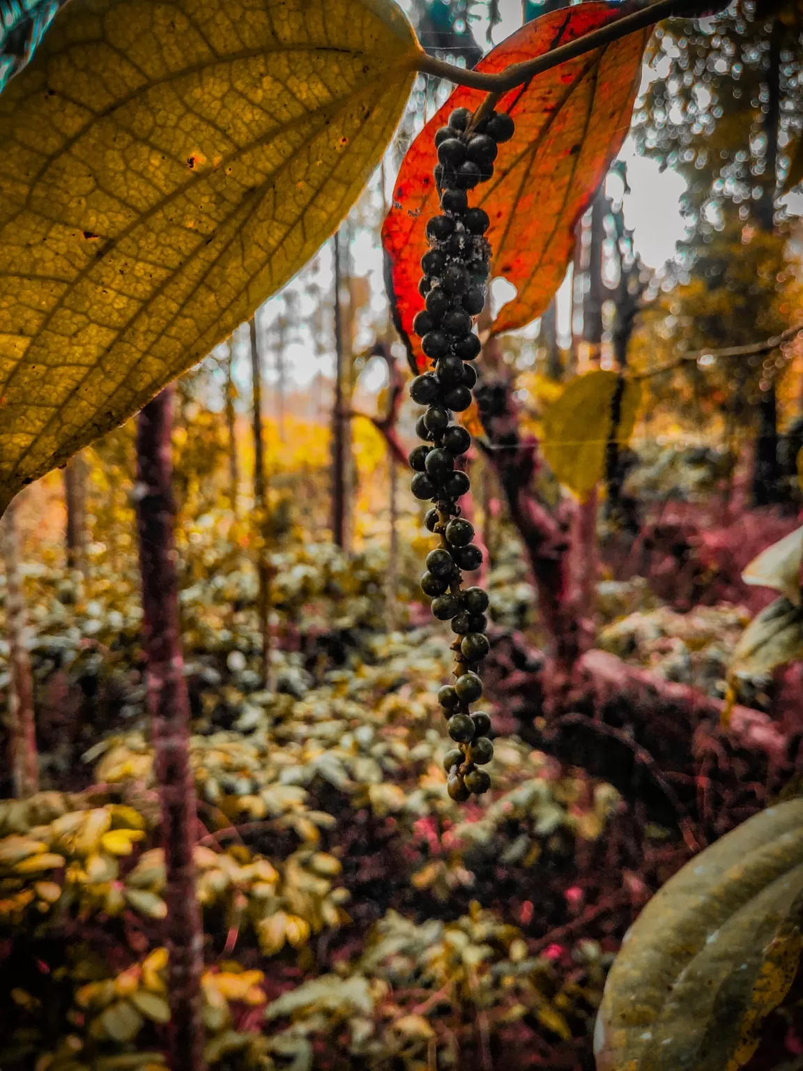 Photo of Coorg days By Nikhil Poonacha