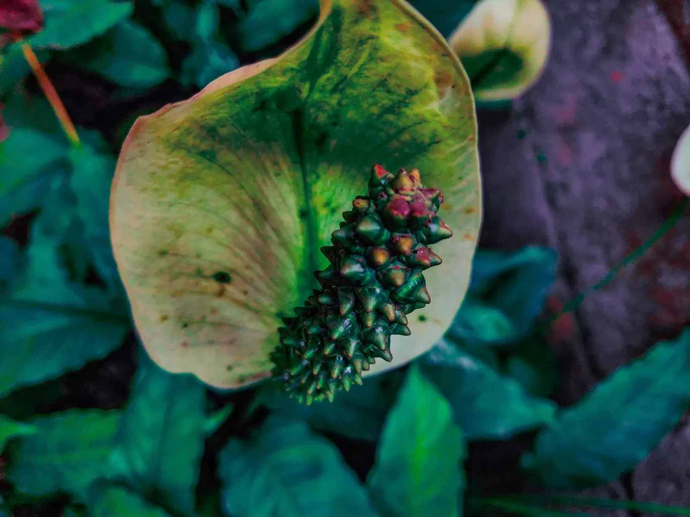 Photo of Coorg days By Nikhil Poonacha