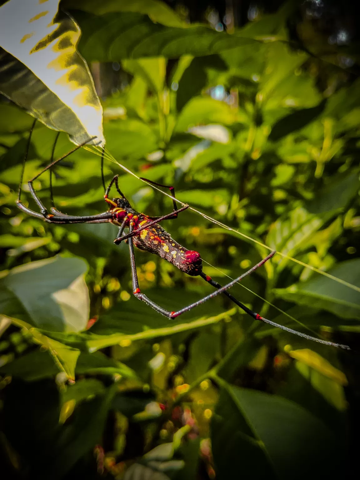 Photo of Coorg days By Nikhil Poonacha
