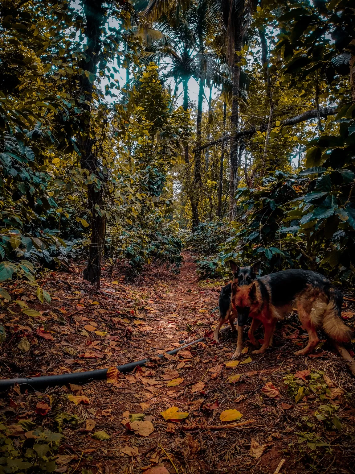 Photo of Coorg days By Nikhil Poonacha