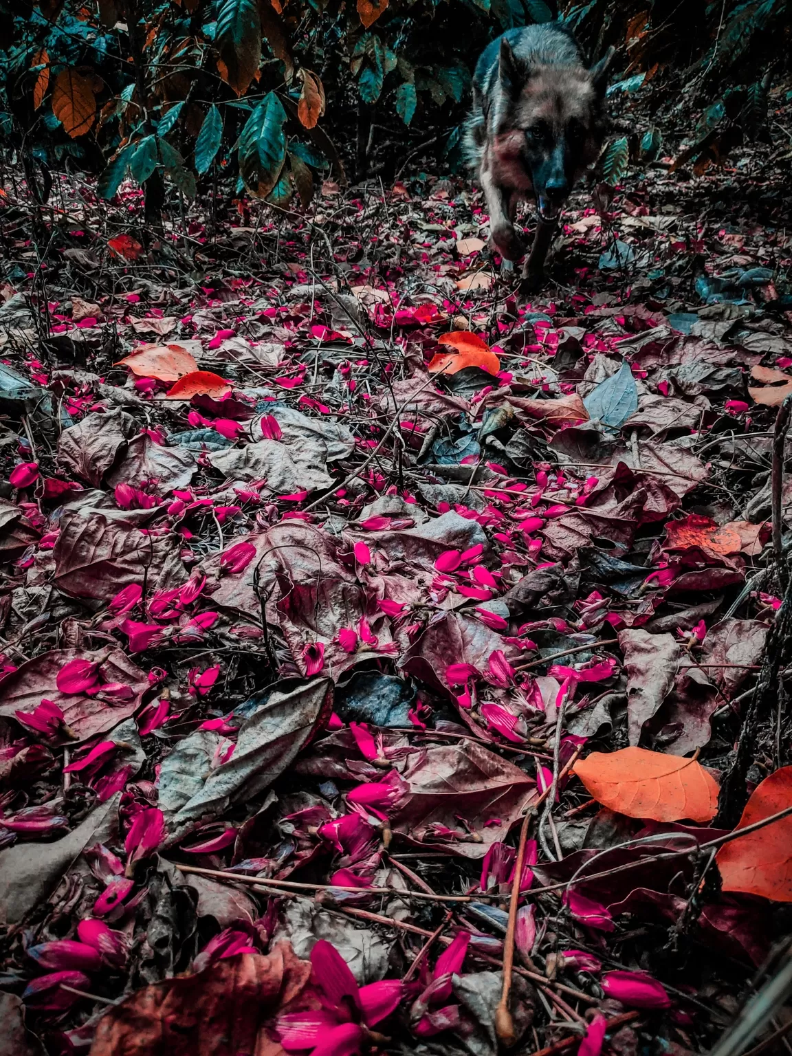 Photo of Coorg days By Nikhil Poonacha