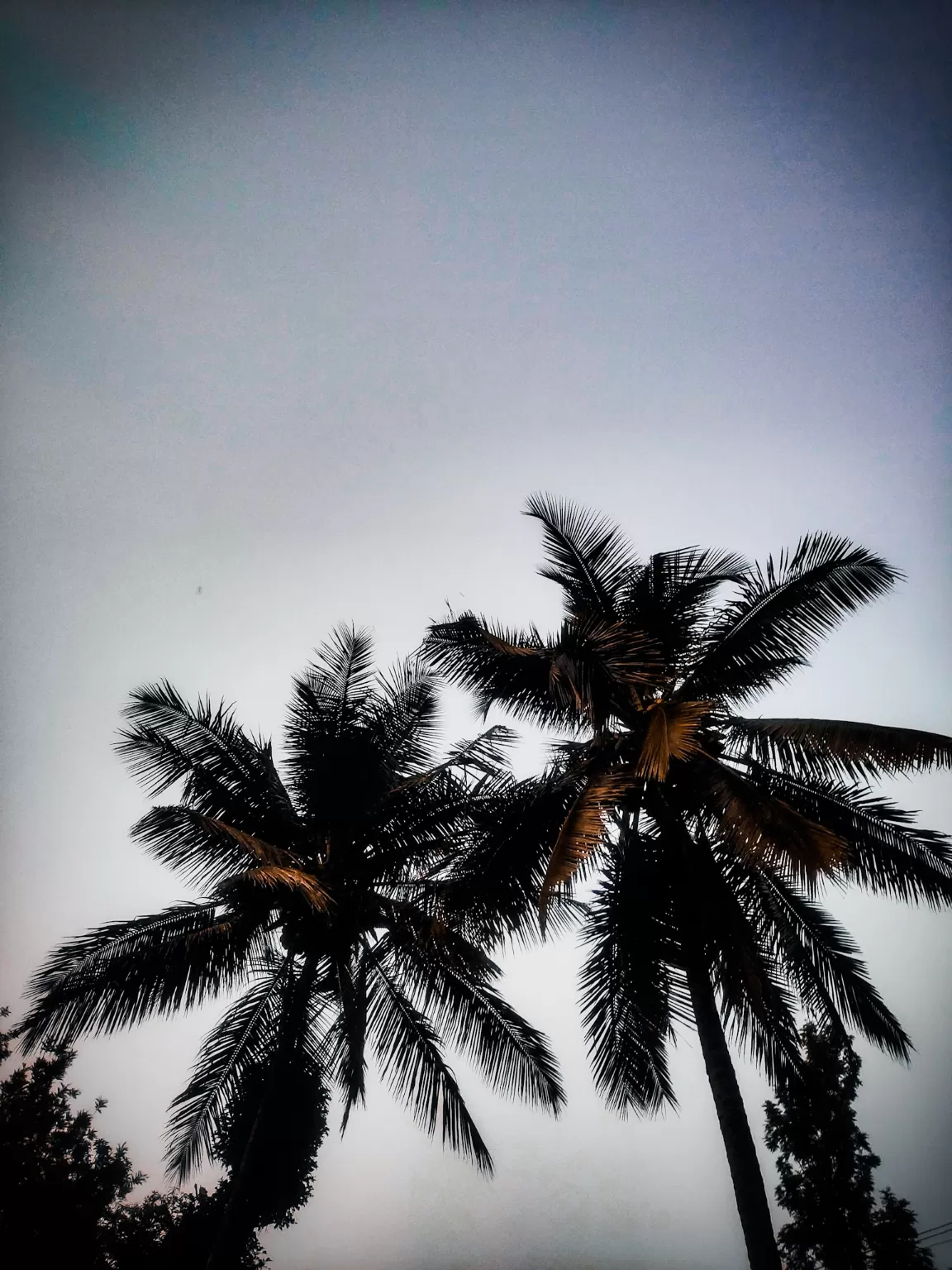 Photo of Coorg days By Nikhil Poonacha