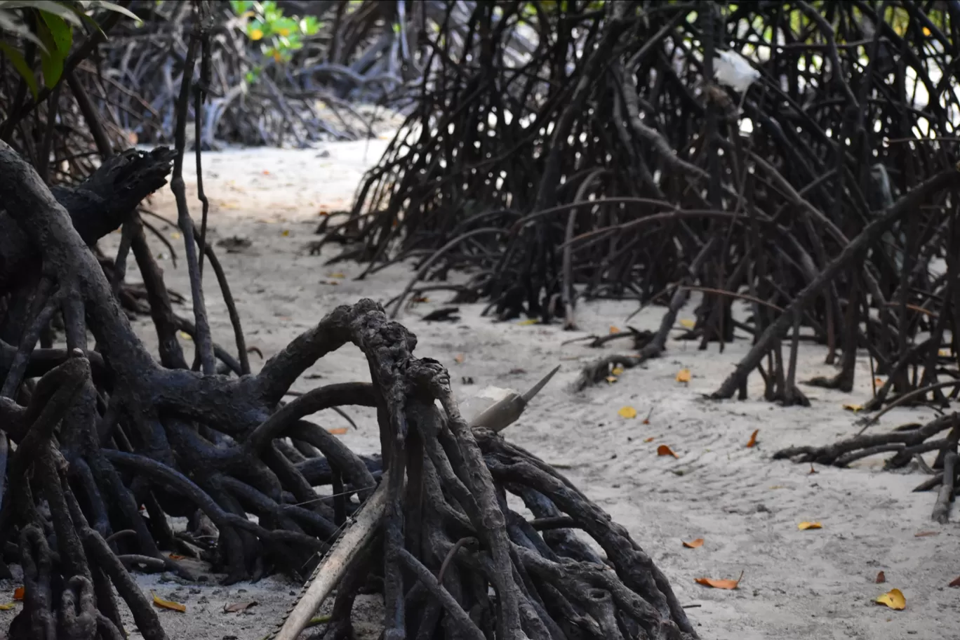 Photo of Havelock Island By Rohan K