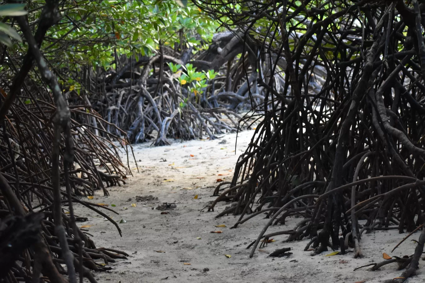 Photo of Havelock Island By Rohan K