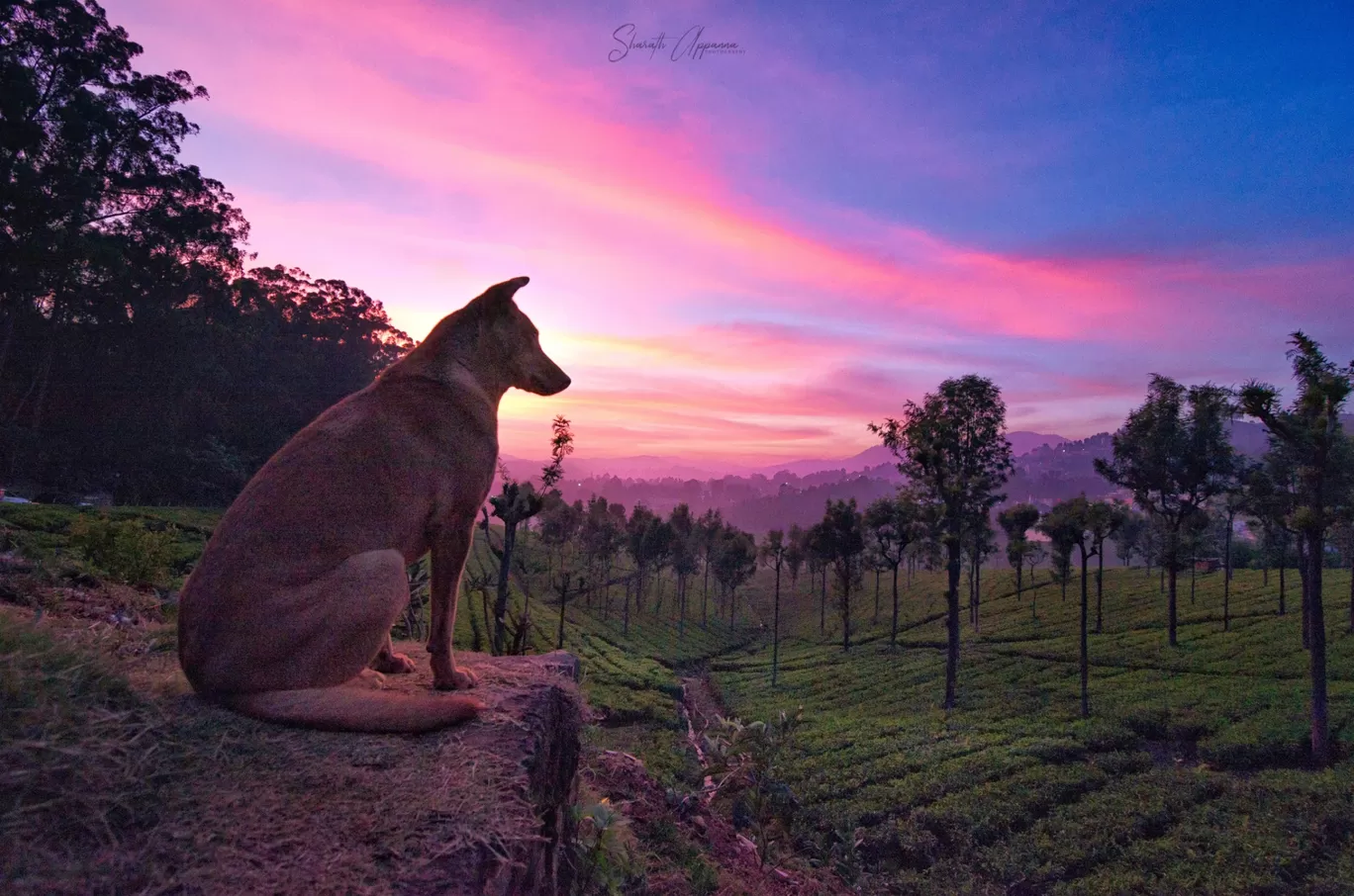Photo of Kotagiri By sharath