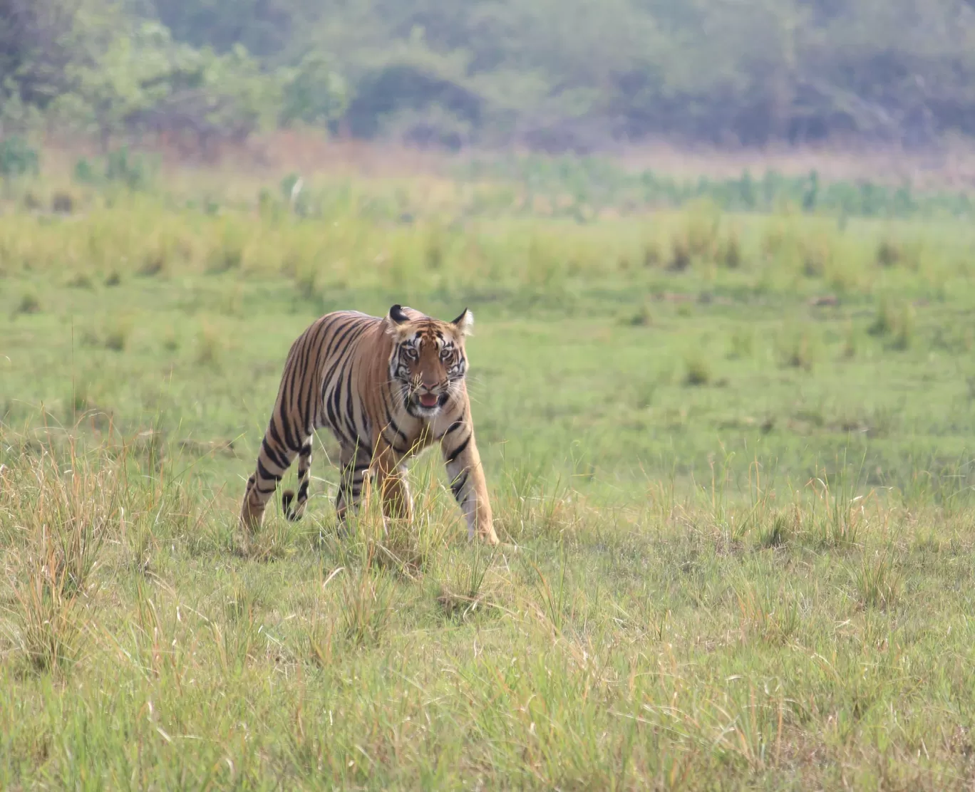 Photo of Tadoba Andhari Tiger Reserve By Akash Dhotre