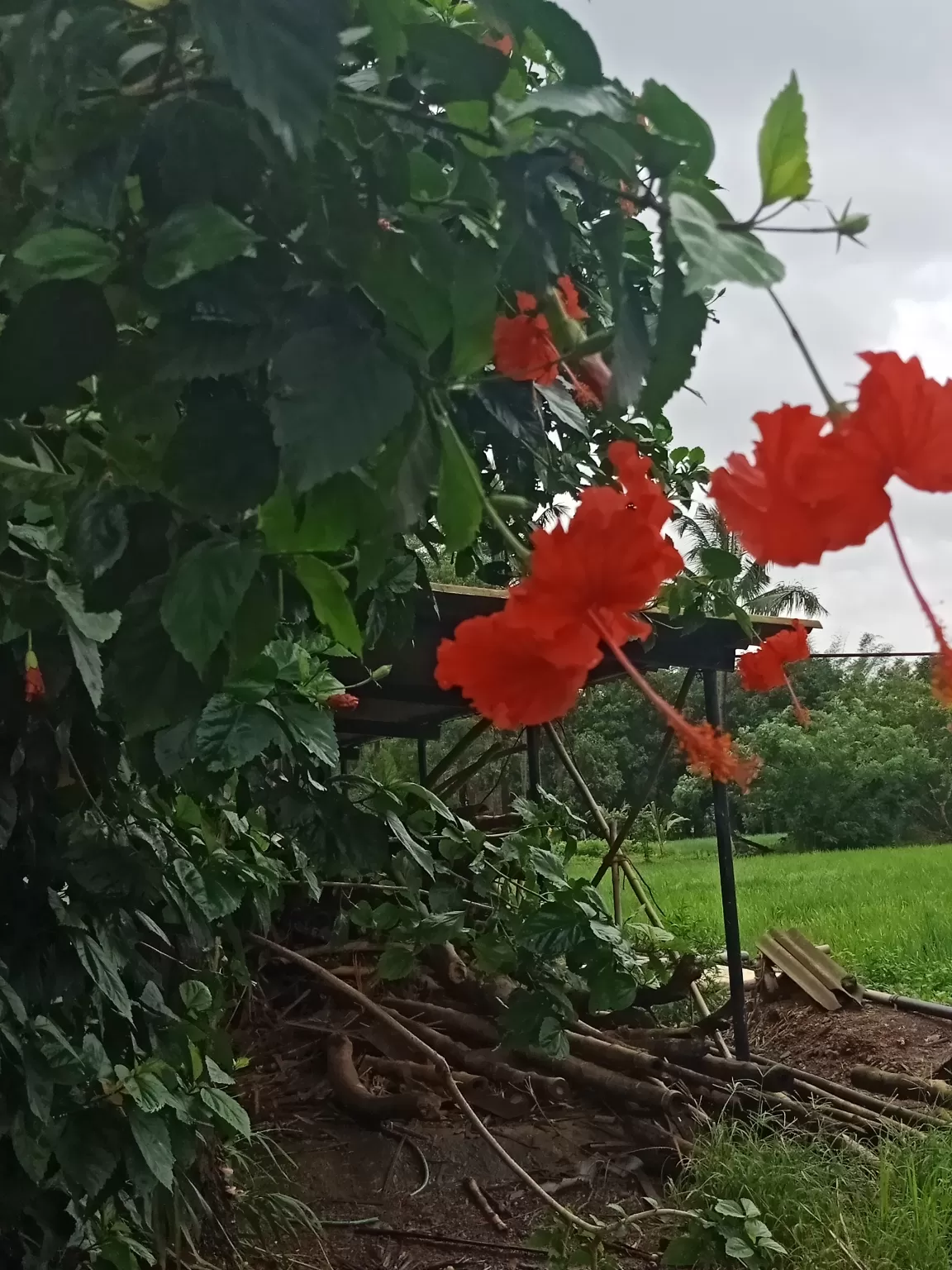 Photo of Shaguna baug, neral By Krishna Jhaveri