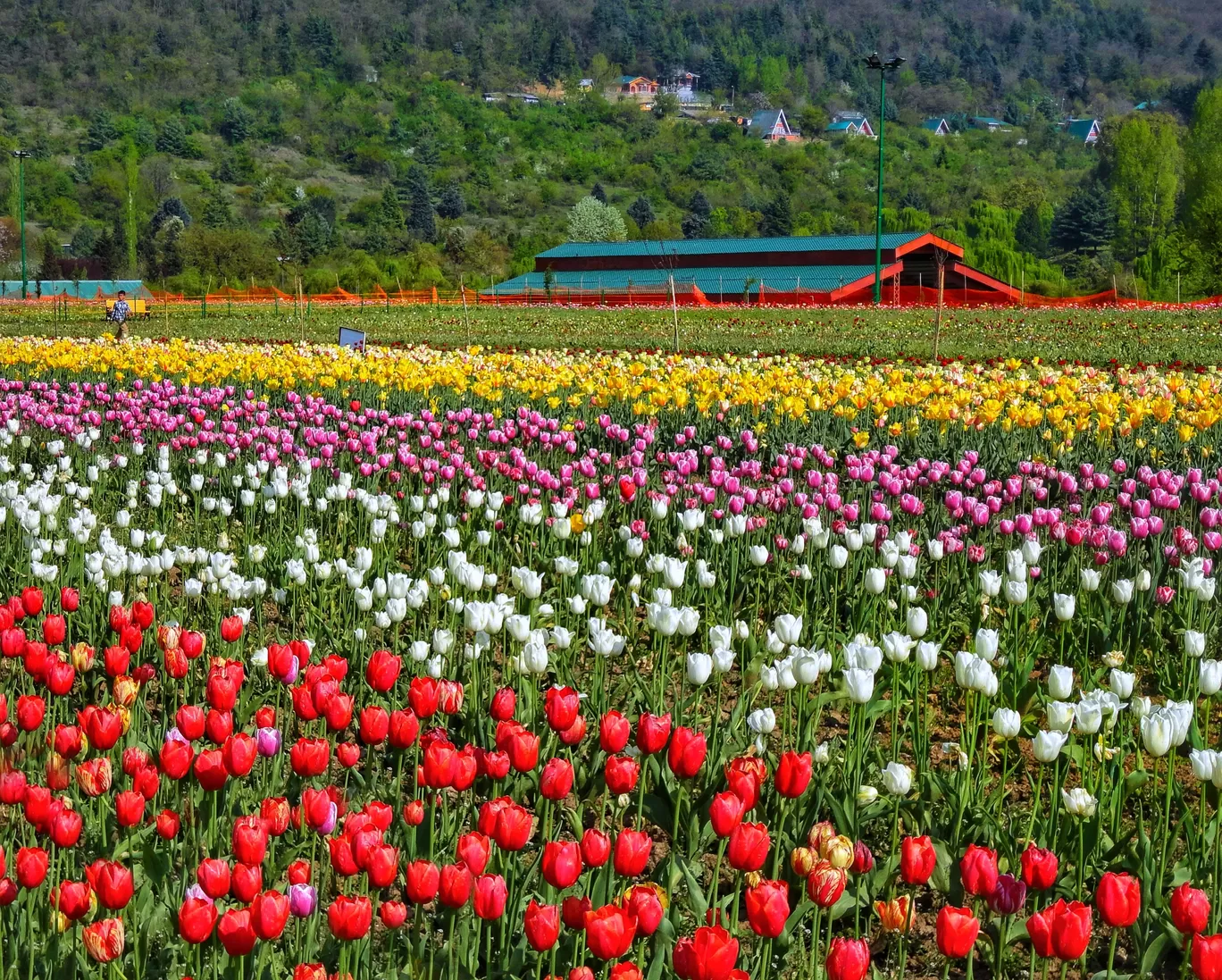 Photo of Tulip Garden By Khushboo